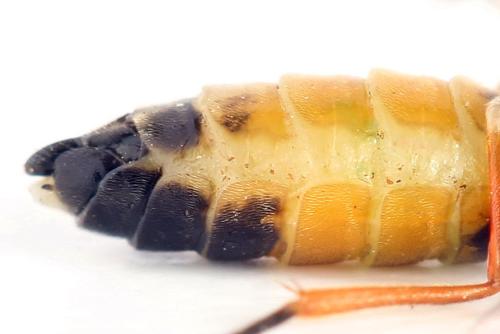 Réf. 332 677 : Ametastegia equiseti