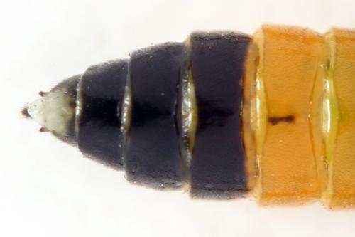Réf. 332 679 : Ametastegia equiseti