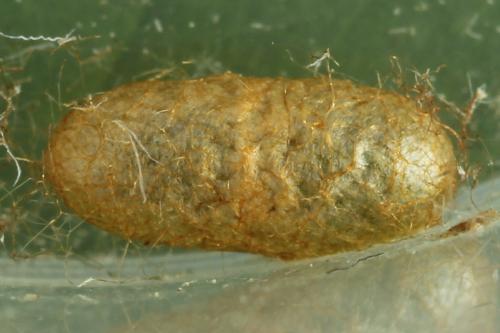 Pristiphora gerula