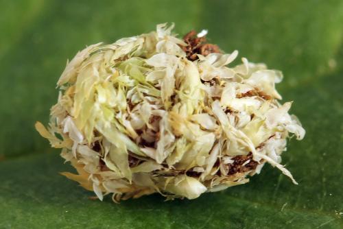 Réf. 332 450 : Pristiphora nigriceps