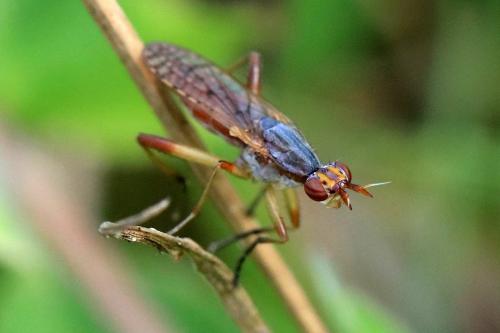 Dichetophora obliterata