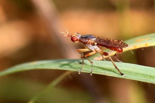 Dichetophora obliterata