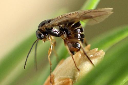 Réf. 332 072 : Sharliphora parva