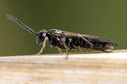 Réf. 332 094 : Empria candidata