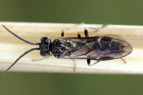 Réf. 332 095 : Empria candidata