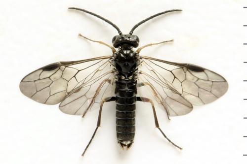 Réf. 332 096 : Empria candidata