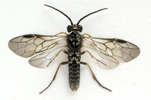 Empria candidata