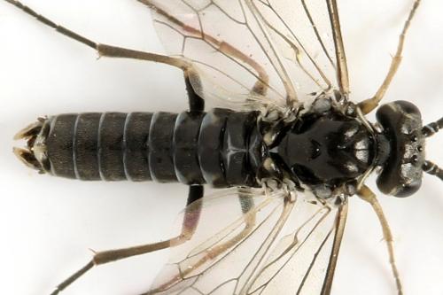Réf. 332 098 : Empria candidata