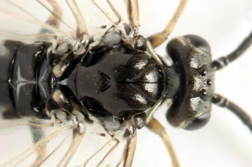 Réf. 332 099 : Empria candidata