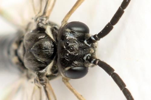 Réf. 332 100 : Empria candidata
