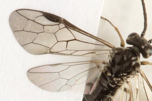 Réf. 332 101 : Empria candidata