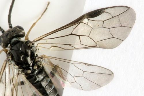Empria candidata