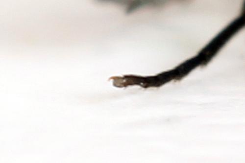 Empria candidata