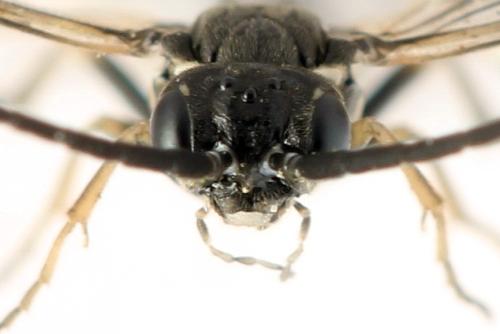 Réf. 332 104 : Empria candidata