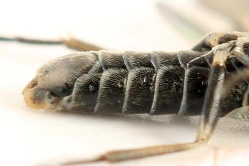 Réf. 332 106 : Empria candidata