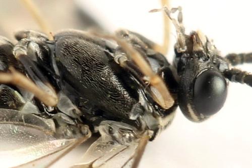 Réf. 332 107 : Empria candidata