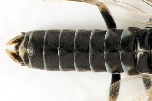 Réf. 332 108 : Empria candidata