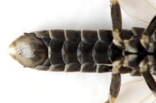 Réf. 332 109 : Empria candidata