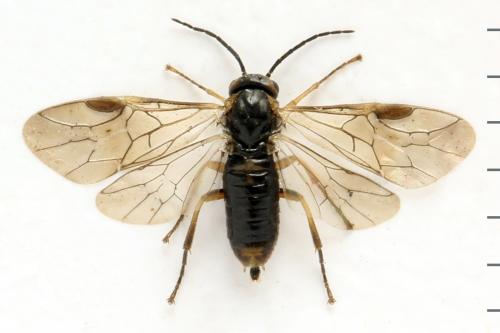 Réf. 332 073 : Sharliphora parva