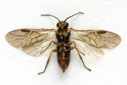 Réf. 332 074 : Sharliphora parva