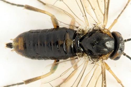 Réf. 332 075 : Sharliphora parva
