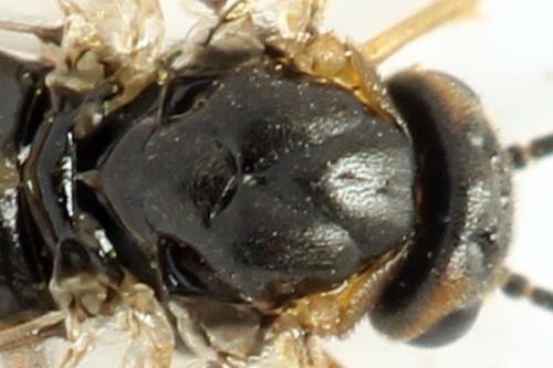 Sharliphora parva