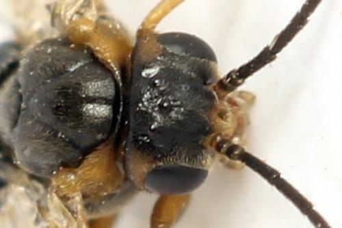 Sharliphora parva