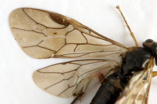 Sharliphora parva