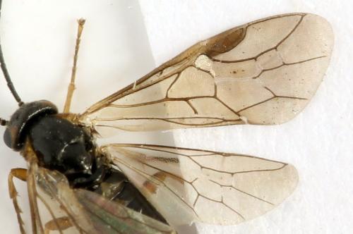 Sharliphora parva