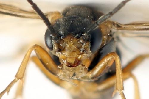 Sharliphora parva