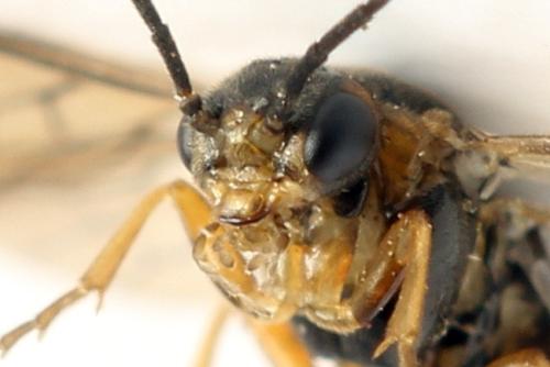 Sharliphora parva