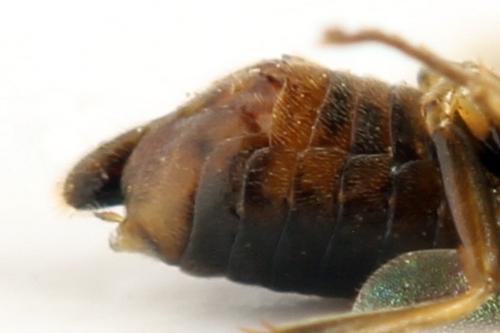 Réf. 332 082 : Sharliphora parva