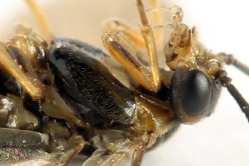 Sharliphora parva