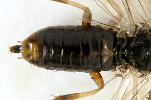 Réf. 332 084 : Sharliphora parva