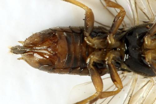 Réf. 332 085 : Sharliphora parva