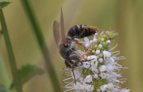 Tachytes etruscus