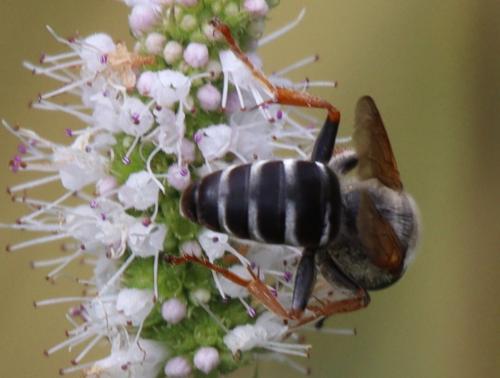 Tachytes etruscus
