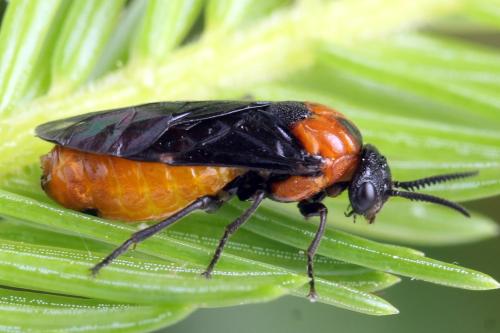 Microdiprion fuscipennis