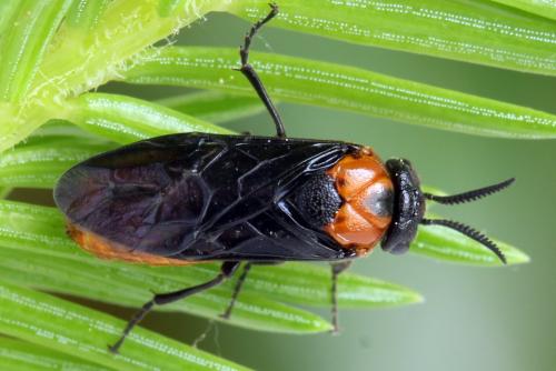 Réf. 332 529 : Microdiprion fuscipennis