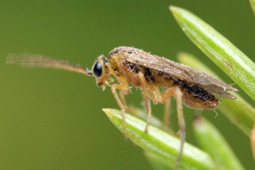 Réf. 332 130 : Pristiphora gerula