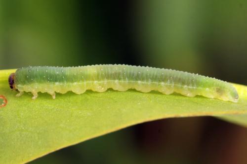 Ametastegia glabrata