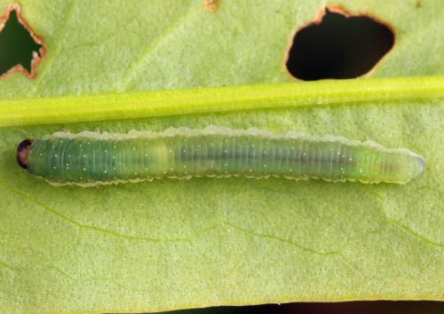 Ametastegia glabrata