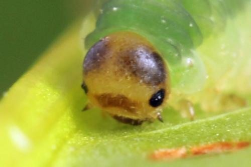 Ametastegia glabrata