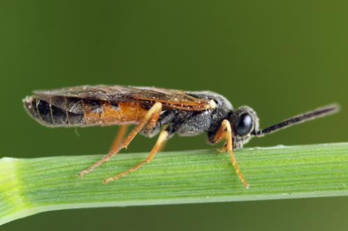 Strongylogaster xanthocera