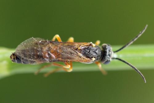 Réf. 332 254 : Strongylogaster xanthocera