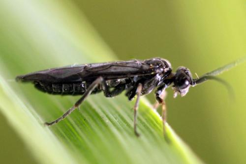 Réf. 332 111 : Empria longicornis