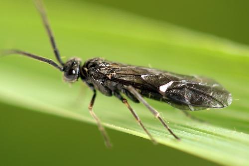 Réf. 332 112 : Empria longicornis