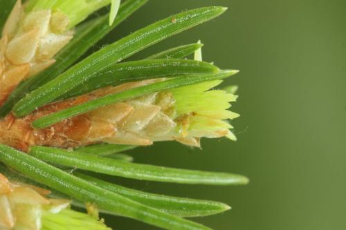 Réf. 332 089 : Sharliphora parva
