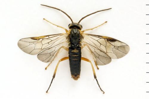 Réf. 332 132 : Pristiphora gerula