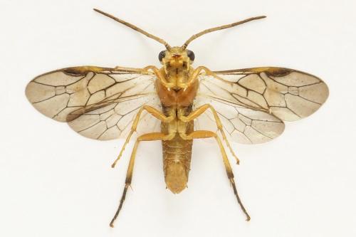 Réf. 332 133 : Pristiphora gerula